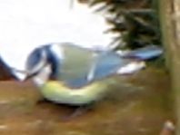 Blaumeise, Cyanistes caeruleus