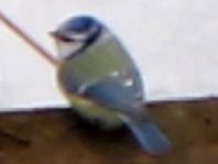 Blaumeise, Cyanistes caeruleus