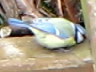 Blaumeise, Cyanistes caeruleus