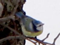 Blaumeise, Cyanistes caeruleus