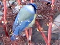 Blaumeise, Cyanistes caeruleus