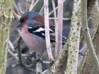Buchfink, Fringilla coelebs