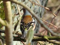 Buchfink, Fringilla coelebs