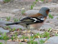 Buchfink, Fringilla coelebs
