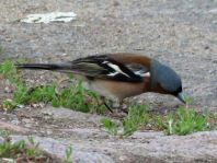 Buchfink, Fringilla coelebs