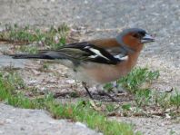 Buchfink, Fringilla coelebs