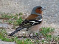 Buchfink, Fringilla coelebs
