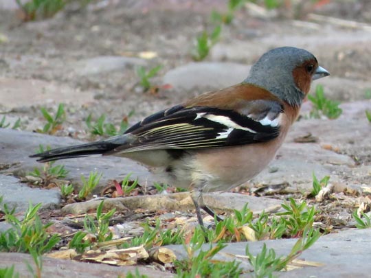 Buchfink, Fringilla coelebs