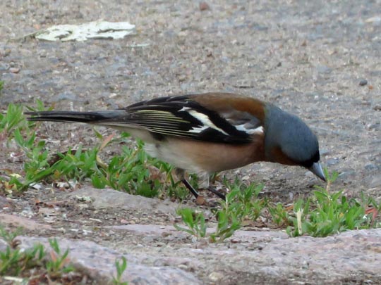 Buchfink, Fringilla coelebs