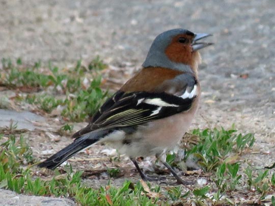 Buchfink, Fringilla coelebs