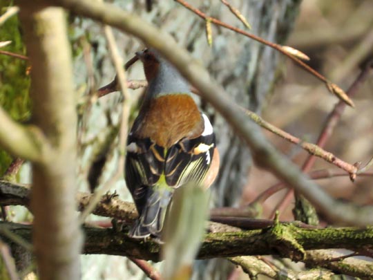 Buchfink, Fringilla coelebs