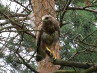 Mäusebussard, Buteo buteo