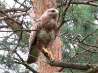 Mäusebussard, Buteo buteo
