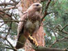 Mäusebussard, Buteo buteo