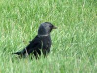 Dohle, Corvus monedula
