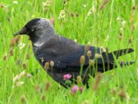 Dohle, Corvus monedula