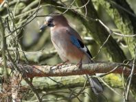 Eichelhäher, Garrulus glandarius
