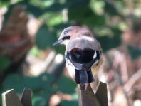 Eichelhäher, Garrulus glandarius
