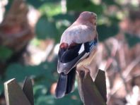 Eichelhäher, Garrulus glandarius