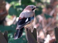 Eichelhäher, Garrulus glandarius