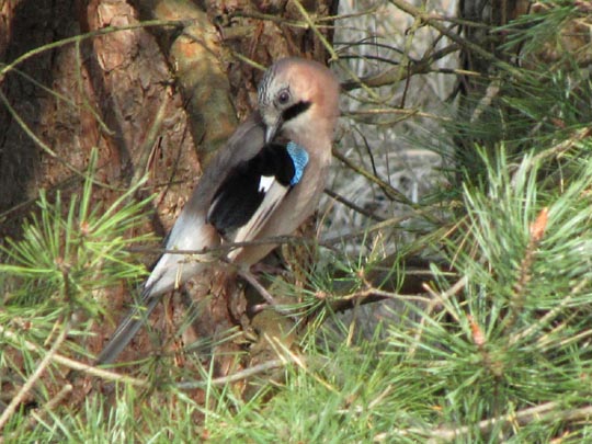 Eichelhäher, Garrulus glandarius