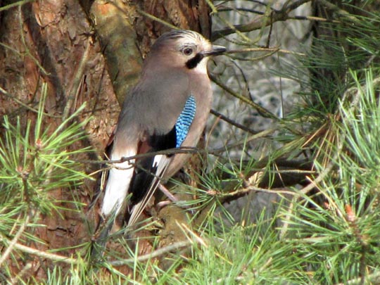Eichelhäher, Garrulus glandarius