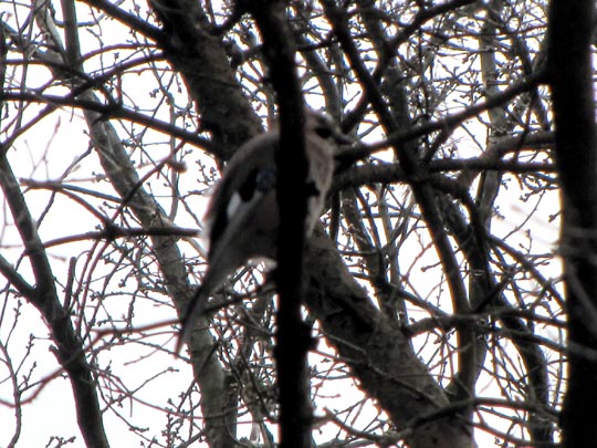 Eichelhäher, Garrulus glandarius