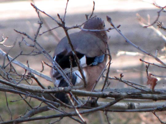 Eichelhäher, Garrulus glandarius