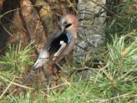 Eichelhäher, Garrulus glandarius