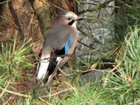 Eichelhäher, Garrulus glandarius
