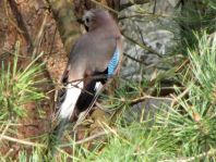 Eichelhäher, Garrulus glandarius