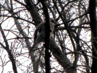 Eichelhäher, Garrulus glandarius