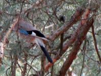 Eichelhäher, Garrulus glandarius