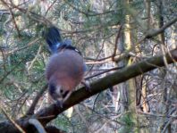 Eichelhäher, Garrulus glandarius