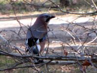 Eichelhäher, Garrulus glandarius