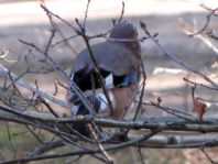 Eichelhäher, Garrulus glandarius