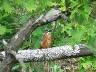 Eisvogel, Alcedo atthis