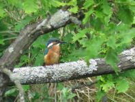 Eisvogel, Alcedo atthis