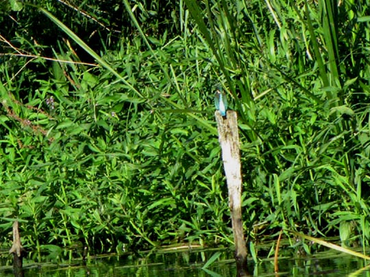 Eisvogel, Alcedo atthis
