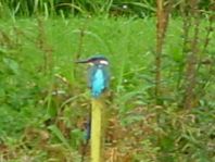 Eisvogel, Alcedo atthis