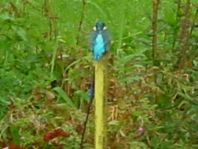 Eisvogel, Alcedo atthis