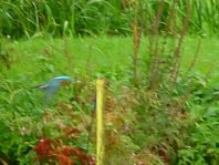 Eisvogel, Alcedo atthis