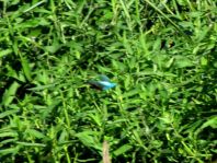 Eisvogel, Alcedo atthis