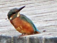 Eisvogel, Alcedo atthis