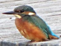 Eisvogel, Alcedo atthis