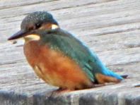 Eisvogel, Alcedo atthis