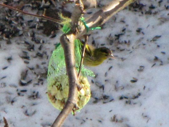 Erlenzeisig, Carduelis spinus