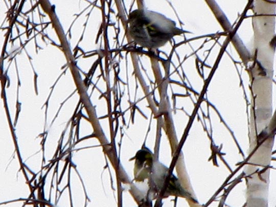 Erlenzeisig, Carduelis spinus