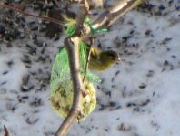 Erlenzeisig, Carduelis spinus