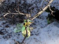 Erlenzeisig, Carduelis spinus